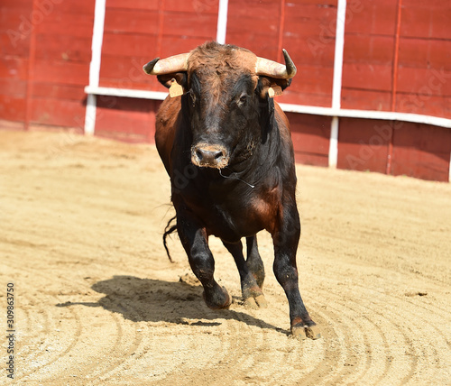 poderoso toro español en una plaza de toros