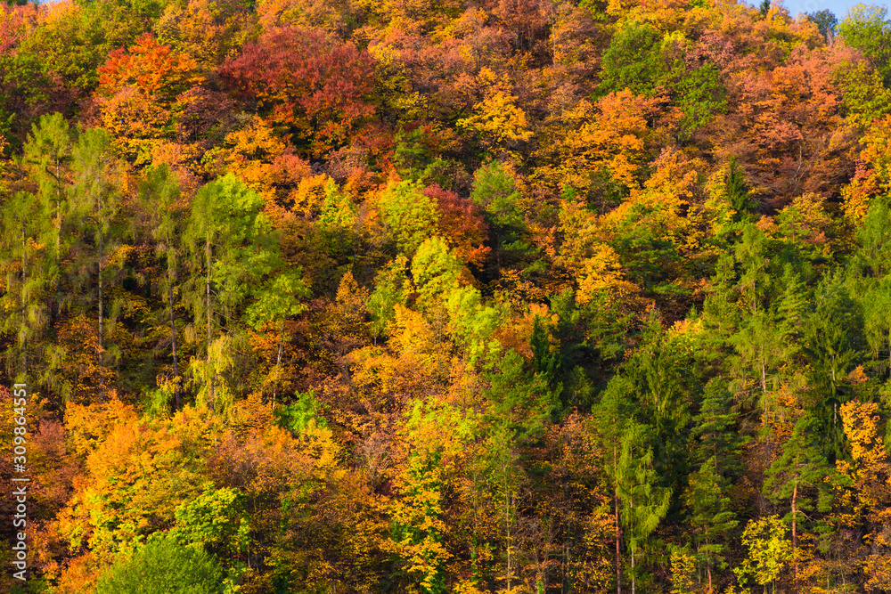 Hill with colorful trees in autumn 
