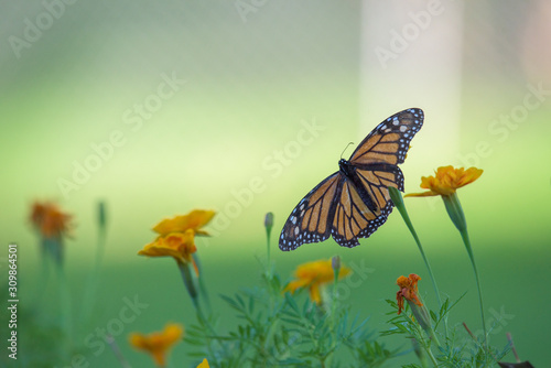 Monarch Butterfly on Flower © MEndersbe