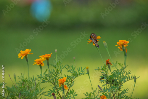 Monarch Butterfly on Flower