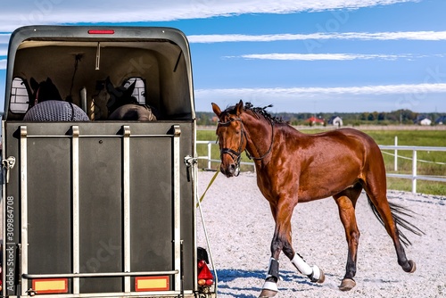 horse vehicle . transportation livestock. equestrian sport