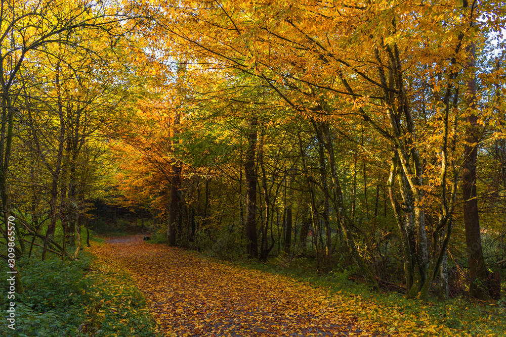 Fototapeta premium Autumn colorful morning in the forest near Graz, Styria region, Austria