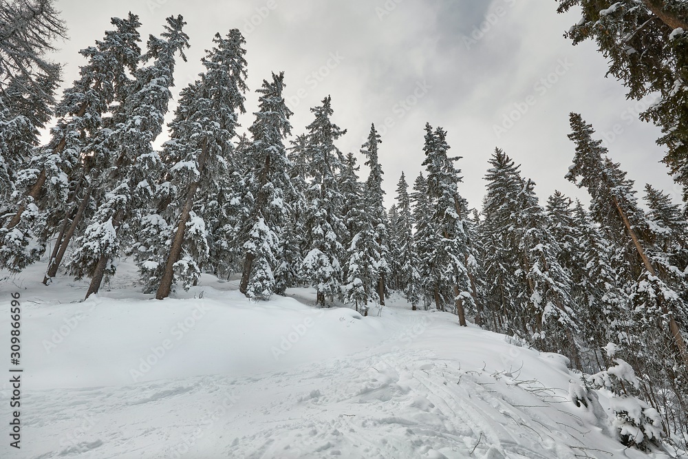 Snowy pine trees on a winter mountain landscape in the Alps Snowy pine trees on a winter mountain landscape in the Alps