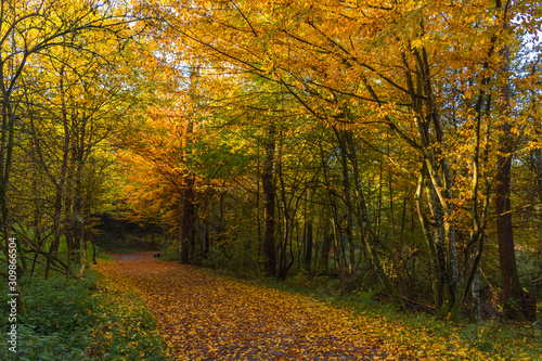 Autumn colorful morning in the forest  near Graz  Styria region  Austria