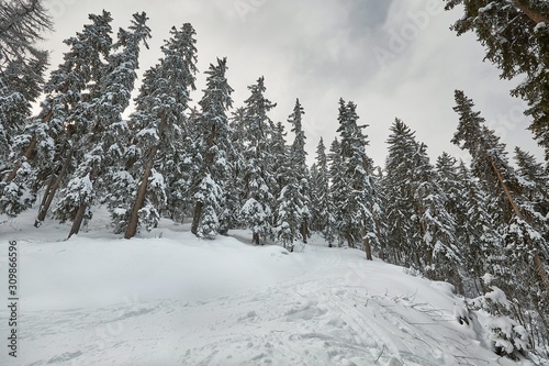 Snowy pine trees on a winter mountain landscape in the Alps © Gudellaphoto