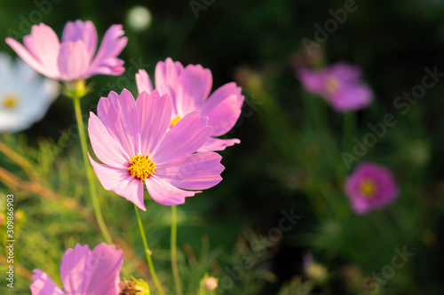 Backgrounds Cosmos flowers Pink Backlighting