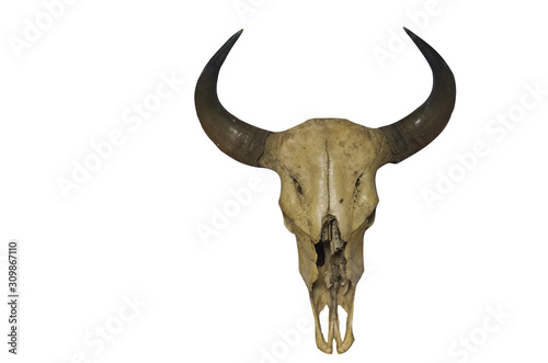 The skull of a cow (gaur bosgaurus) isolated from a white background save path (1)
