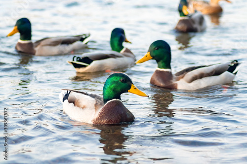 a flock of wild ducks drakes swim in the lake