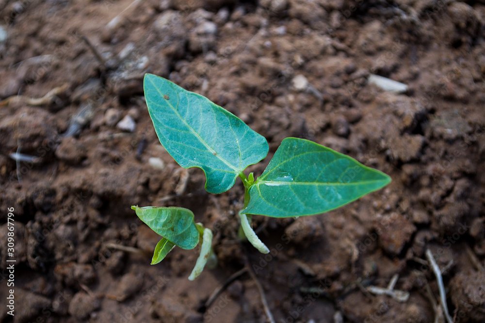 Planting yard-long bean in an organic farm, bean seeds are germinating. Planting yard-long bean in an organic farm, bean seeds are germinating.