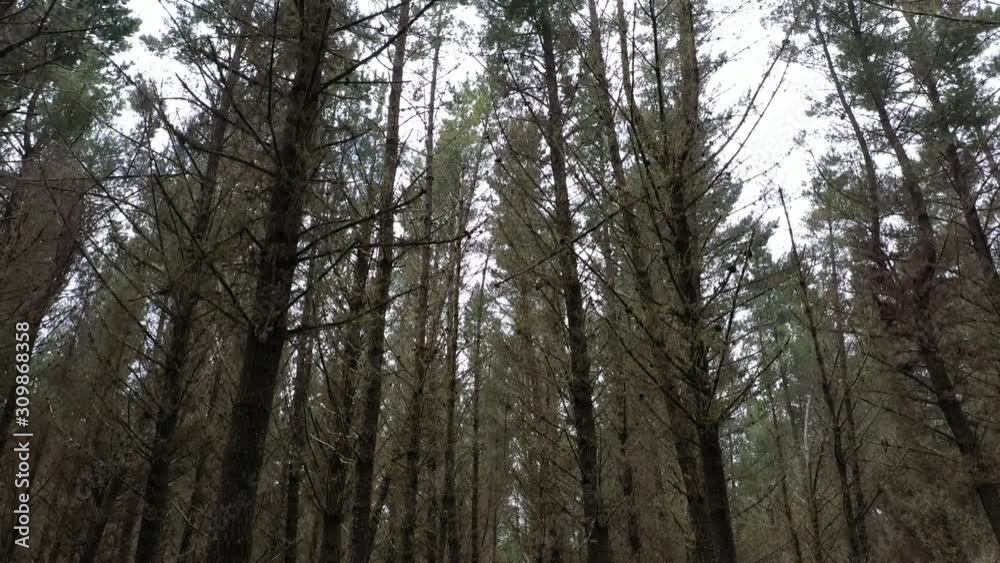 Pull out shot revealing pine trees in a moody forest. LOW ANGLE Pull out shot revealing pine trees in a moody forest. LOW ANGLE