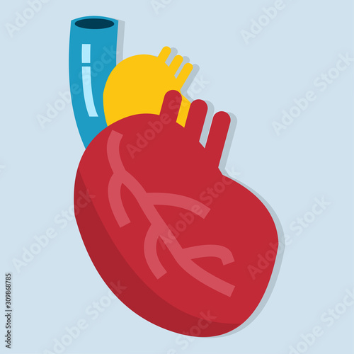 heart organ isolated for anatomy concept vector illustration icon