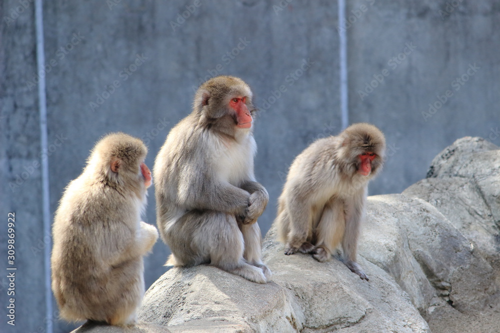 Naklejka premium 日本猿