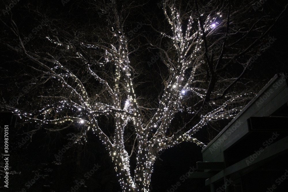 Tree Of Lights, Edmonton Valley Zoo, Edmonton, Alberta StockFoto Adobe Stock
