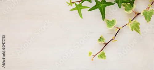 branch with green leaves on white background.