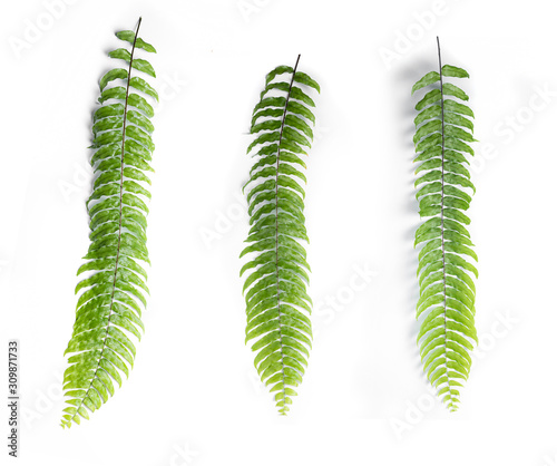 Set of Boston fern leaves isolated on white background
