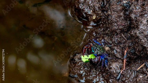 metallic blue color crab living in mangrove ecosystem at Kutai National Park, Indonesia photo