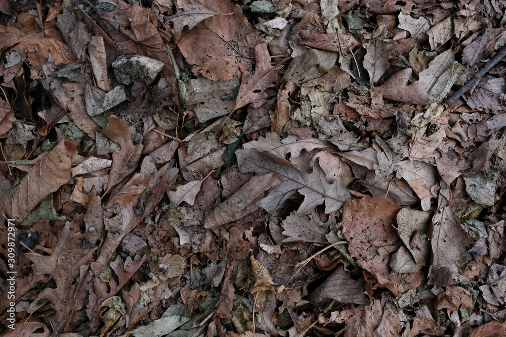 closeup of pile of leaves in fall closeup of pile of leaves in fall