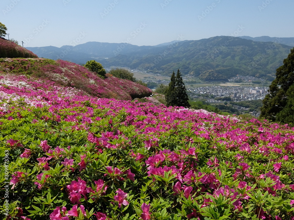 愛媛　大洲　冨士山（とみすやま）公園のつつじ