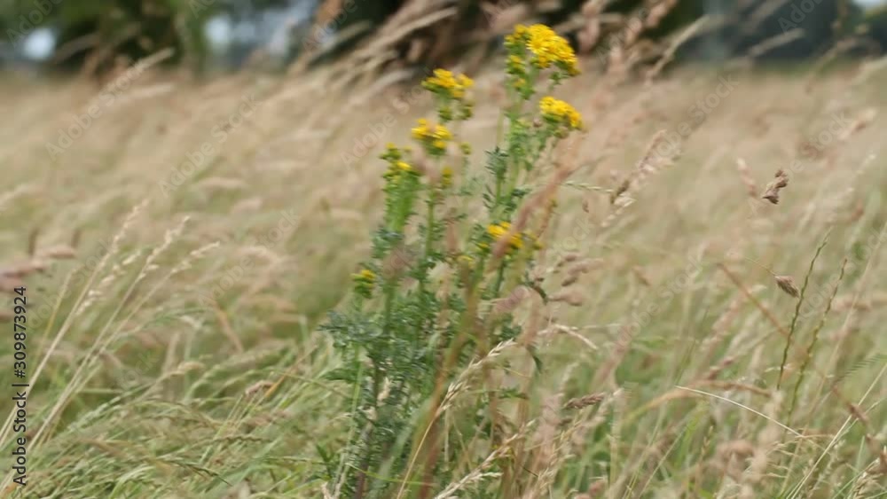 Yellow plants swaying in the strong wind Yellow plants swaying in the strong wind