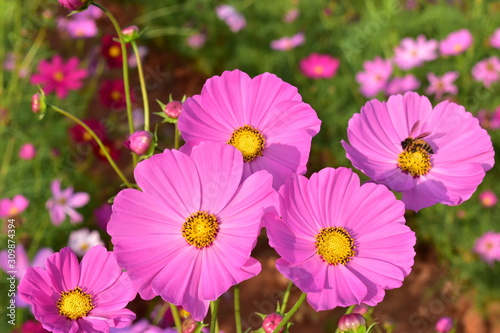 pink flowers in garden