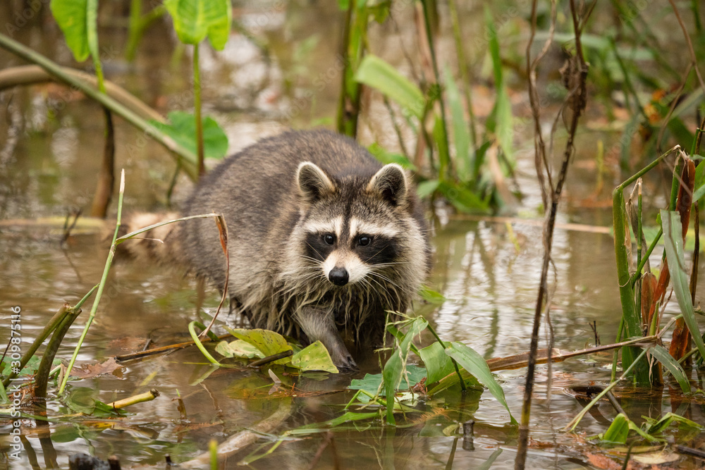 Obraz premium A smart looking raccoon in a watery swamp.