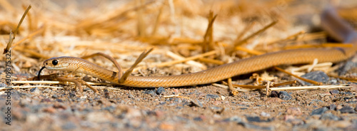 Australian deadly desert snake the  taipan. photo