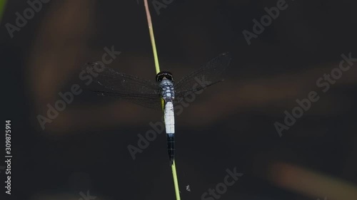 Pond adjutant, male, Aethriamanta gracilis, perching on a stem and takes off while the wind blows the stem gently. photo