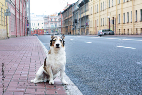 A lonely, sad dog in a big city sits near the road. stray dog looking directly at the camera
