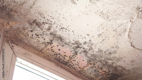 Stachybotrys chartarum also known as black mold or toxic black mold. The mold in cellulose-rich building materials from damp or water-damaged buildings photo