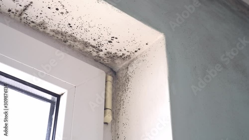 Toxic black mold growth. Damp water-damaged building