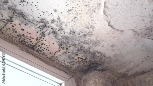 Stachybotrys chartarum also known as black mold or toxic black mold. The mold in cellulose-rich building materials from damp or water-damaged buildings photo