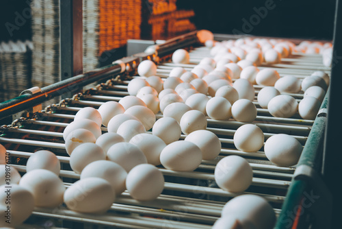 Photo egg factory plant agriculture poultry chicken farm