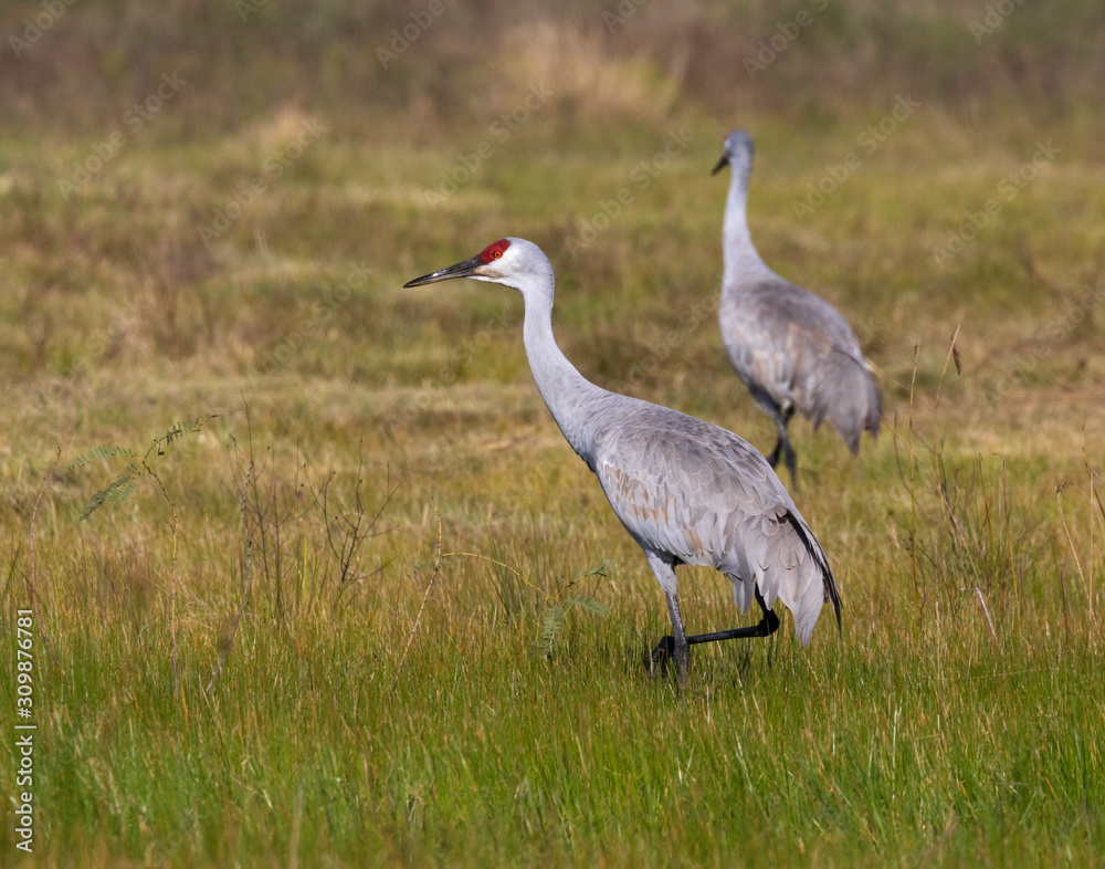 Sandhill Cranes (Grus canadensis) forage for food, Galveston, Texas, USA Sandhill Cranes (Grus canadensis) forage for food, Galveston, Texas, USA