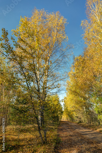 autumn landscape with dirt road