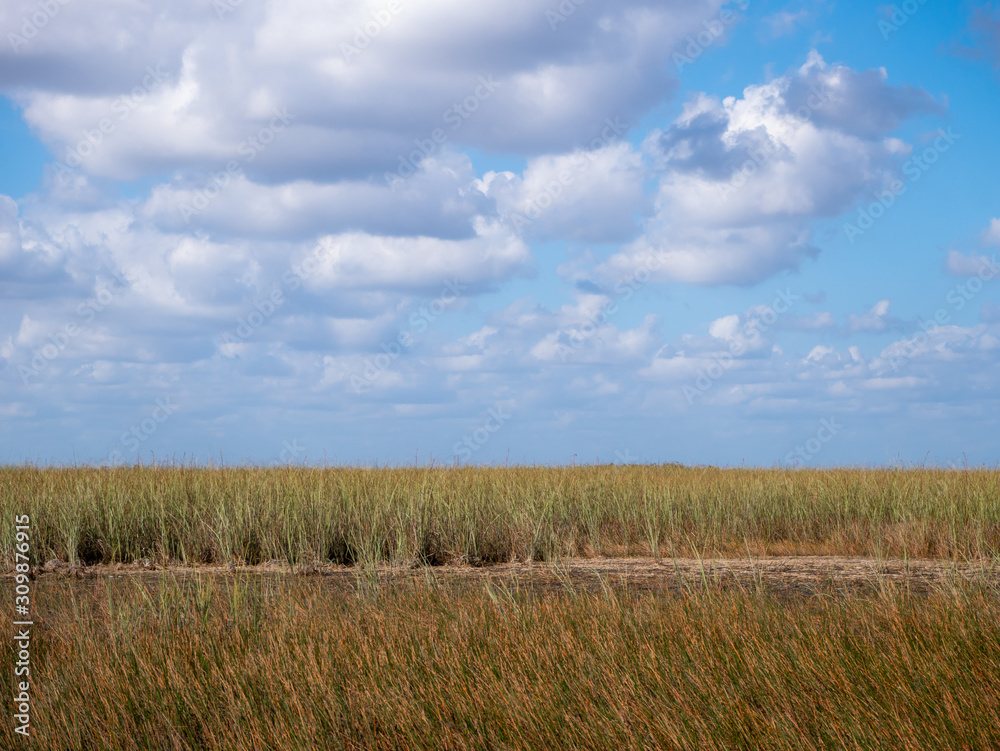 Everglades grass and blue sky with clouds in Everglades National Park, Florida, USA . Everglades grass and blue sky with clouds in Everglades National Park, Florida, USA .