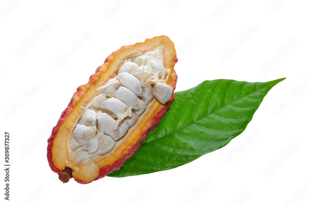 open cacao fruit isolated on white