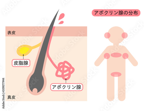 アポクリン腺の分布　肌の断面図