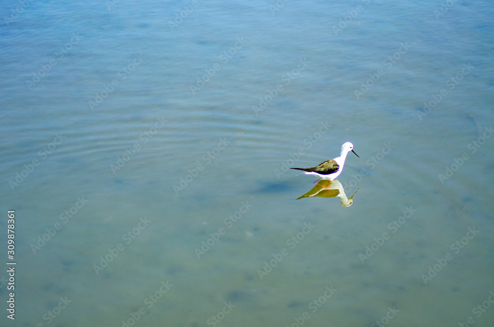 Fototapeta premium 谷津干潟 水鳥