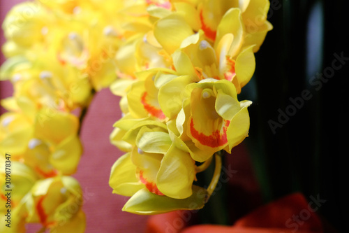 Fototapeta Naklejka Na Ścianę i Meble -  yellow orchid flower