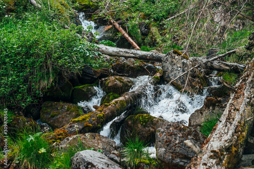 Scenic landscape to wild beautiful flora on small river in woods on mountainside. Mossy fallen tree trunks and boulders with mosses in clear spring water. Forest scenery to cascades in mountain creek. Scenic landscape to wild beautiful flora on small river in woods on mountainside. Mossy fallen tree trunks and boulders with mosses in clear spring water. Forest scenery to cascades in mountain creek.