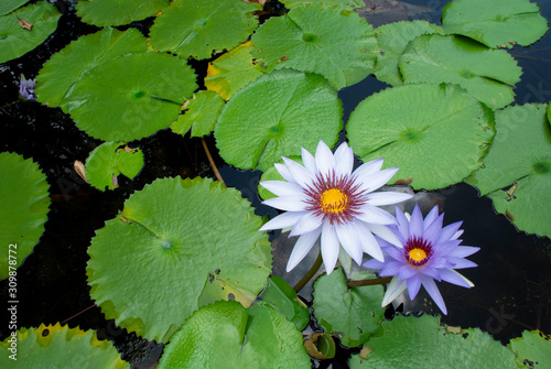 Violet lotus with green leafs