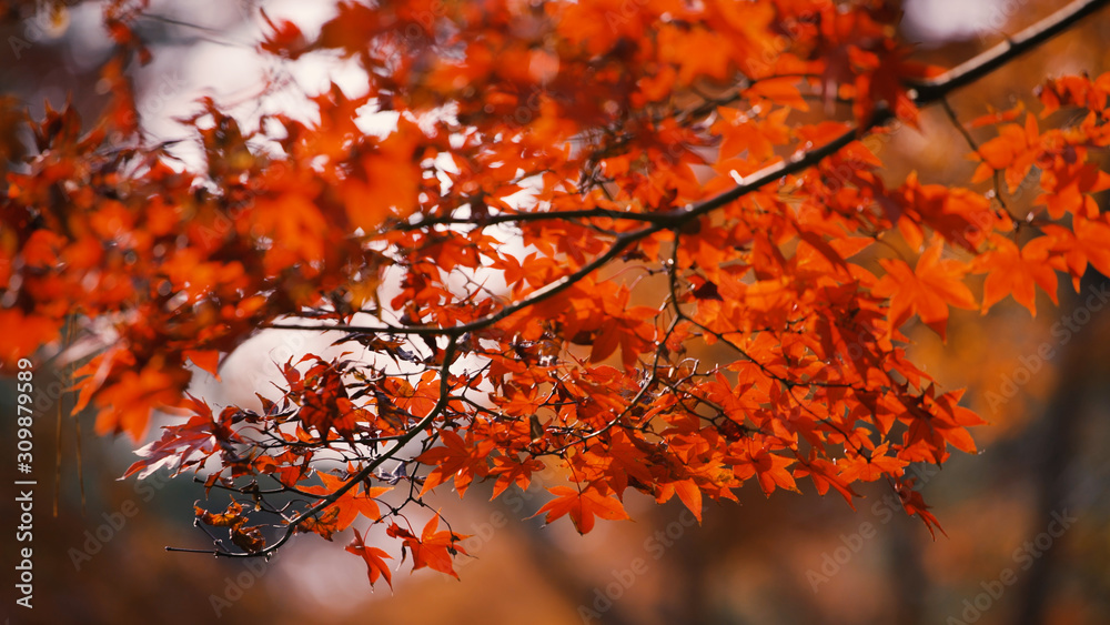 日本の秋 紅葉風景 日本の秋 紅葉風景