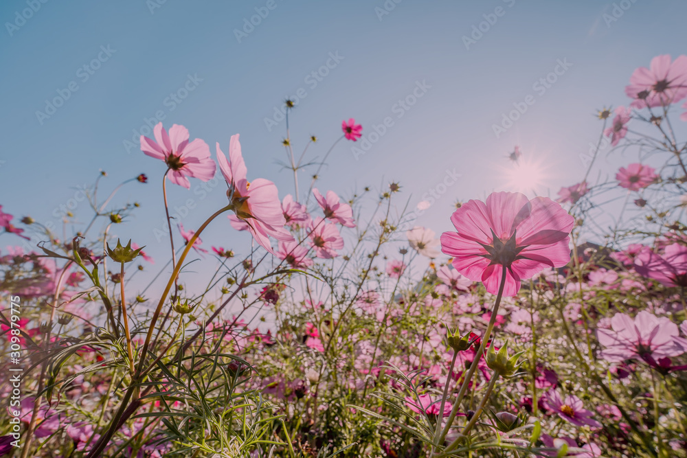 Pink cosmos flowers garden against sunbeams in the morning over clear empty sky with copy space for text, Summer love nature Concept background