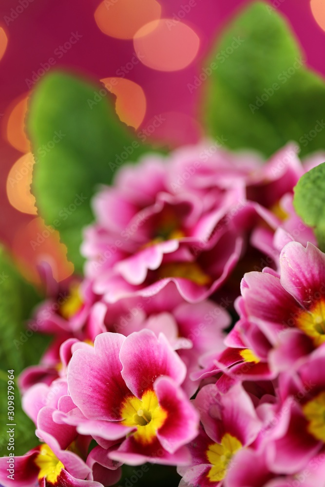 Spring flowers. Primrose flower.Primrose pink with green leaves closeup on bright fuchsia with golden bokeh background. floral pink background. Spring flowers. Primrose flower.Primrose pink with green leaves closeup on bright fuchsia with golden bokeh background. floral pink background.