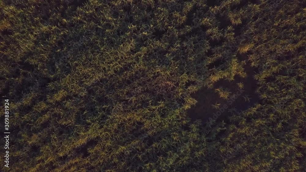 Agricultural land in Thailand at a high angle from a drone Agricultural land in Thailand at a high angle from a drone