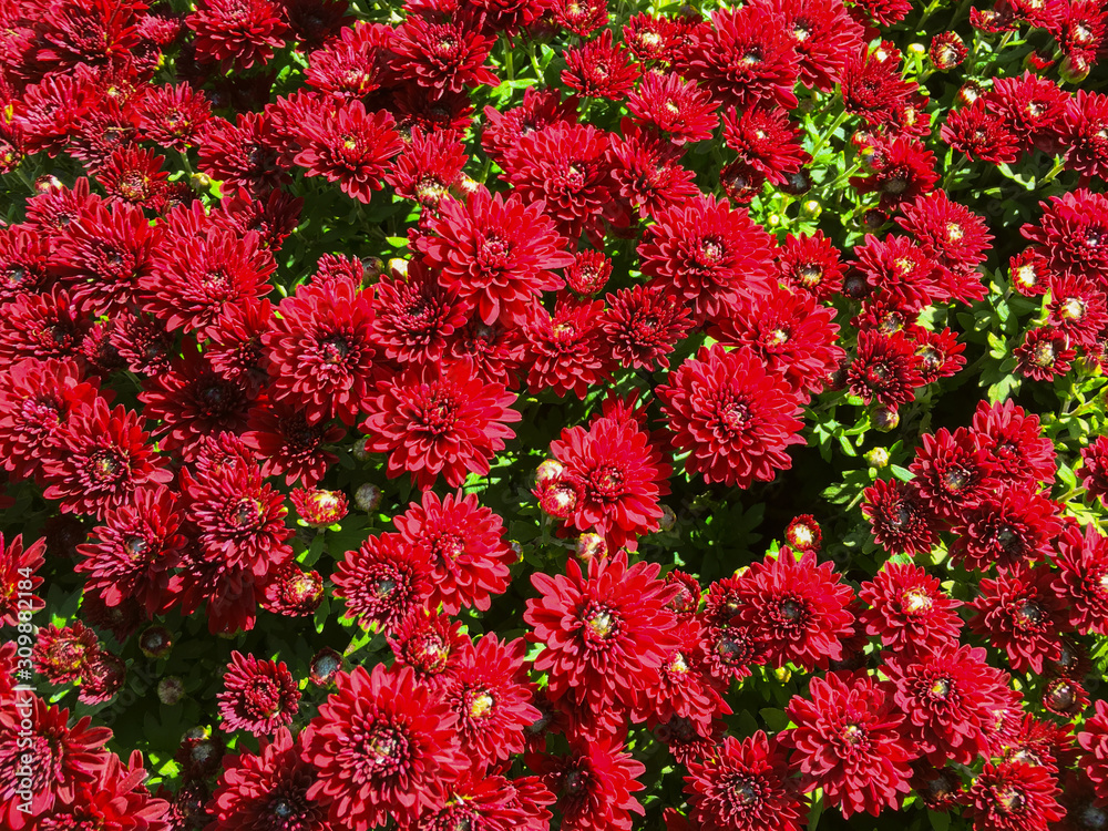 Mums in warm fall colors fill the frame Mums in warm fall colors fill the frame