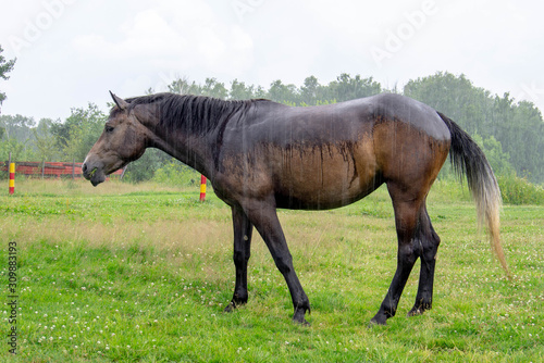 Brown horse grazing in the rain in a forest clearing on a summer day © Talulla