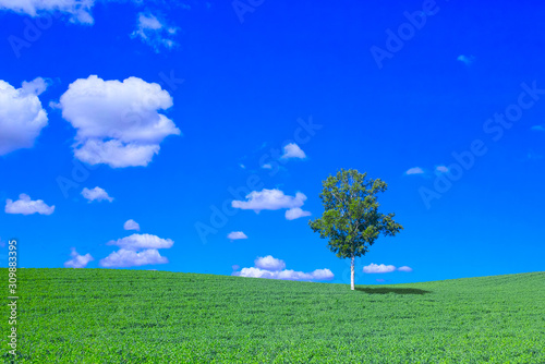 草原と白樺の木と青空
