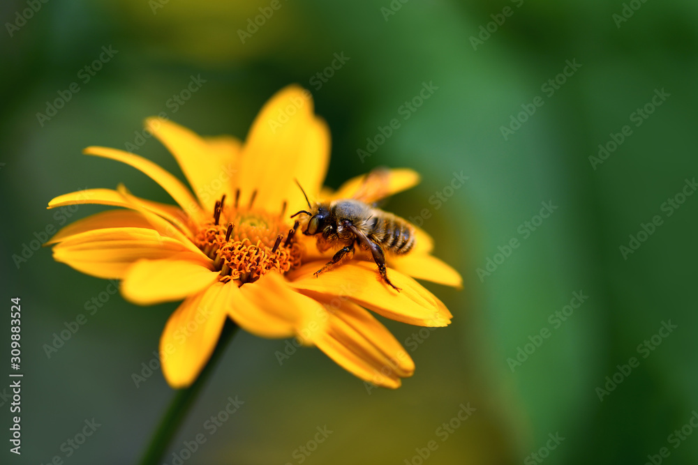 Bee. Close up of a large striped bee collecting pollen on a yellow flower. Macro horizontal photography Bee. Close up of a large striped bee collecting pollen on a yellow flower. Macro horizontal photography