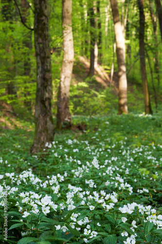 Forest Cardamine flowers, in the spring
